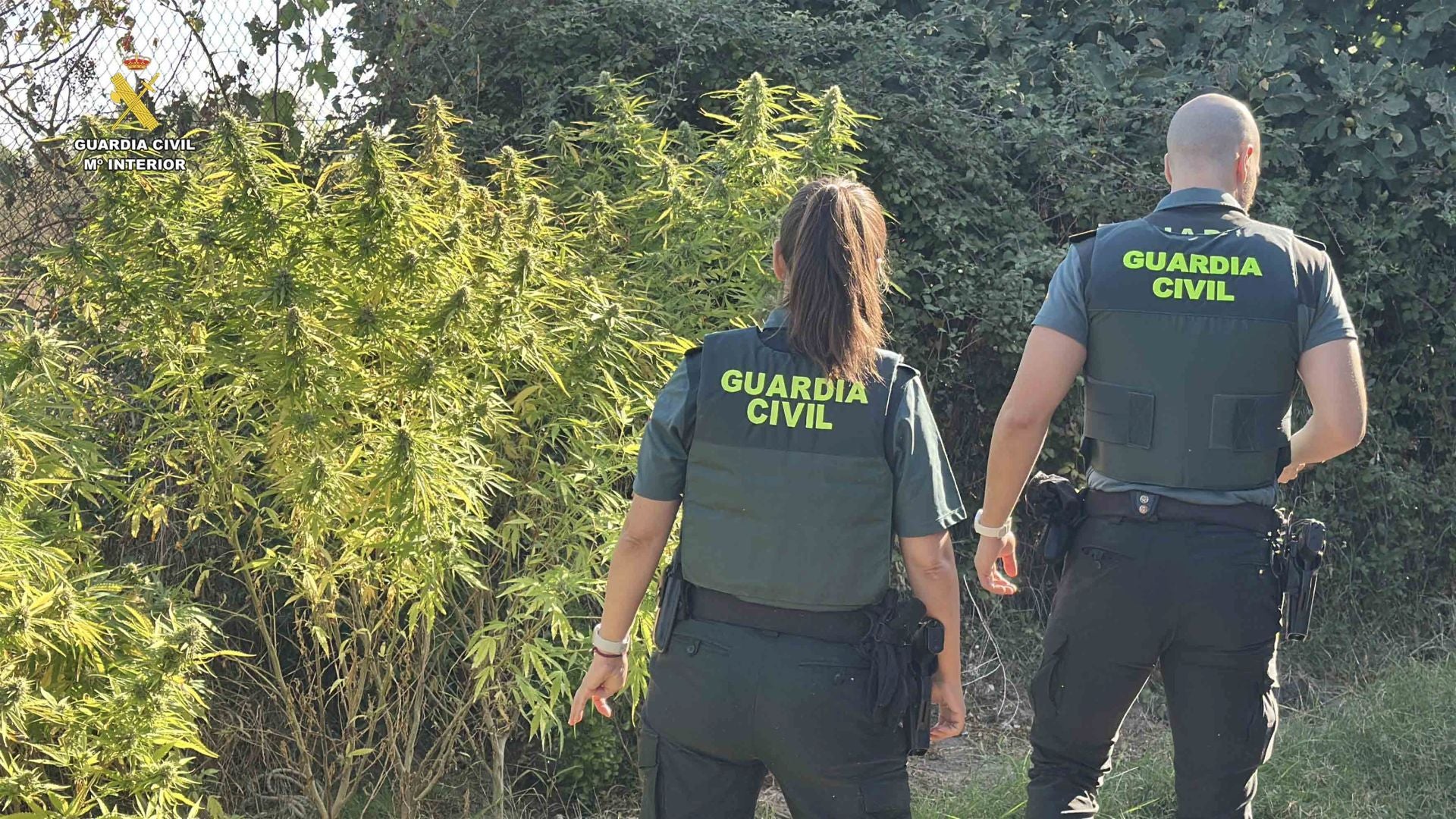 Marihuana lista para San Mateo