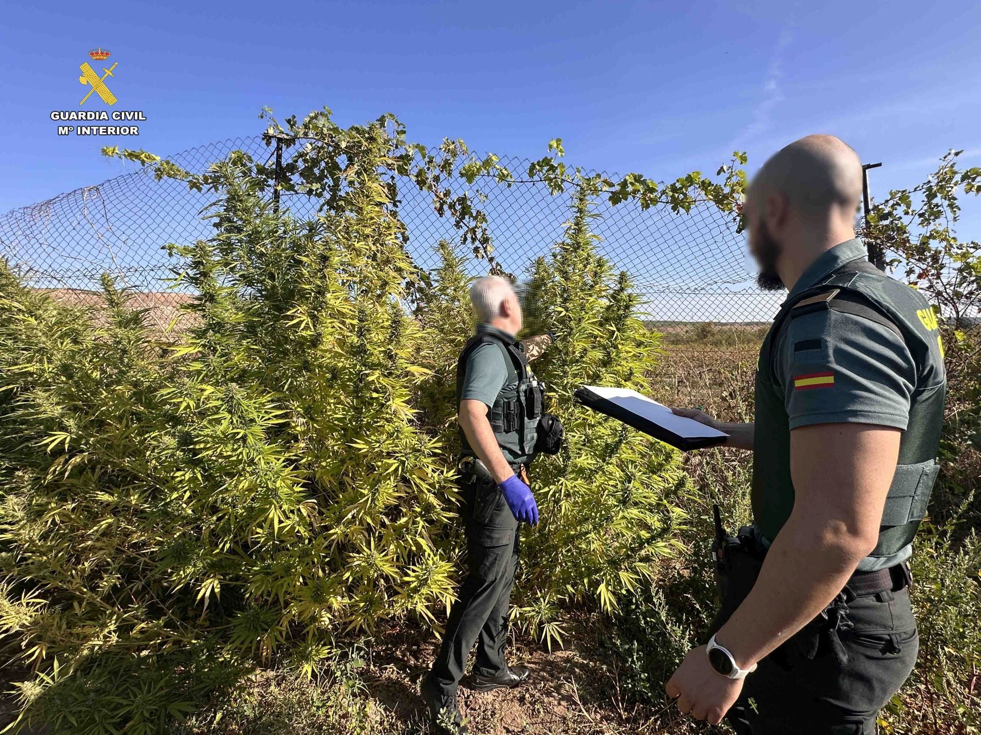 Marihuana lista para San Mateo
