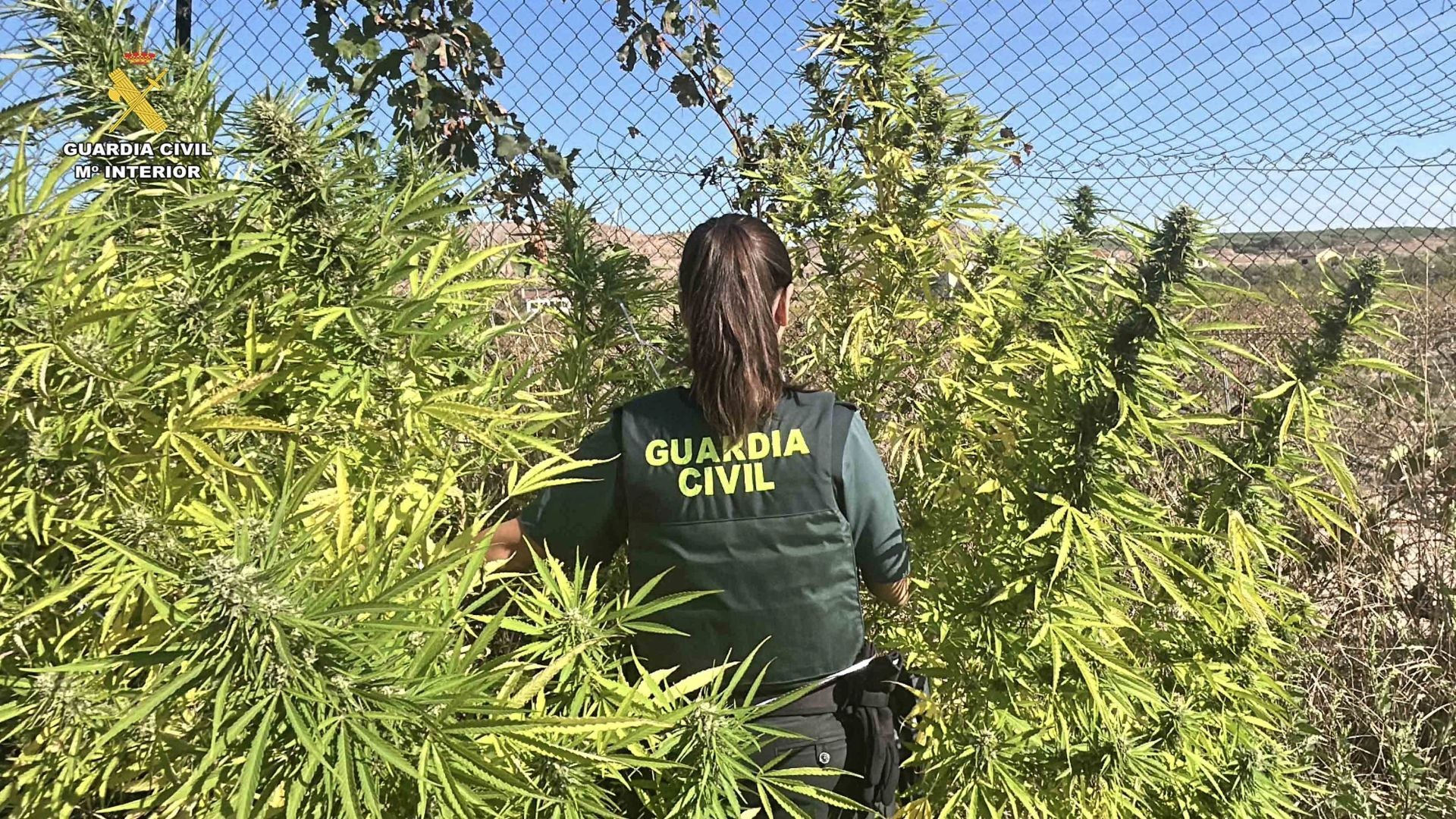 Marihuana lista para San Mateo