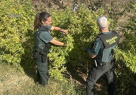 Marihuana lista para San Mateo: detenidos un matrimonio y su hijo con 15 kilos de droga