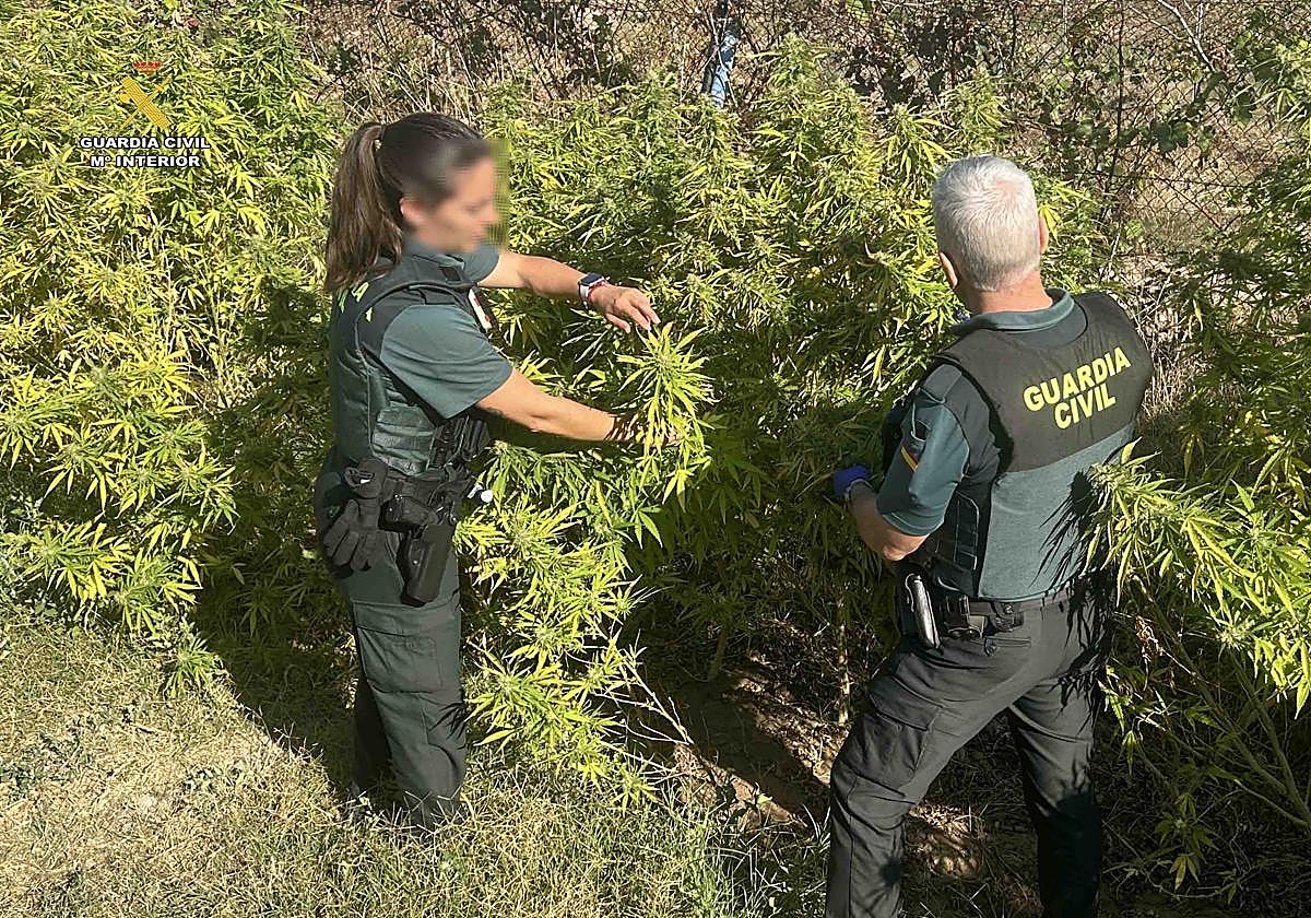 Marihuana lista para San Mateo: detenidos un matrimonio y su hijo con 15 kilos de droga