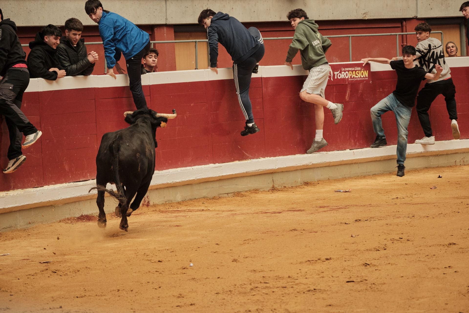 Martes de vaquillas en La Ribera