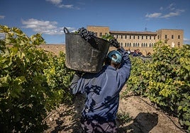 Las imágenes de la vendimia del santuario de La Estrella
