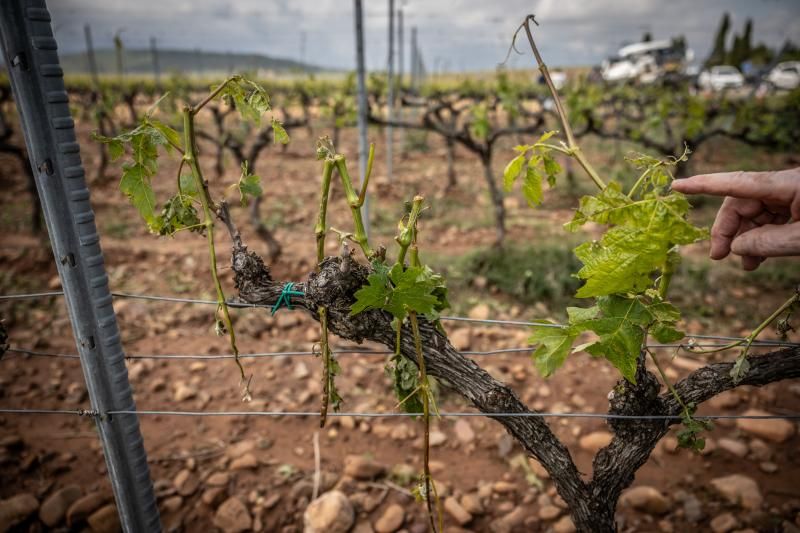 Viñedos arrasados por una tormenta con pedrisco este año