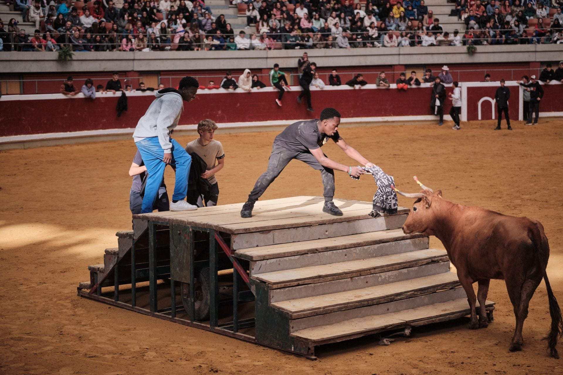 Último día de vaquillas en La Ribera