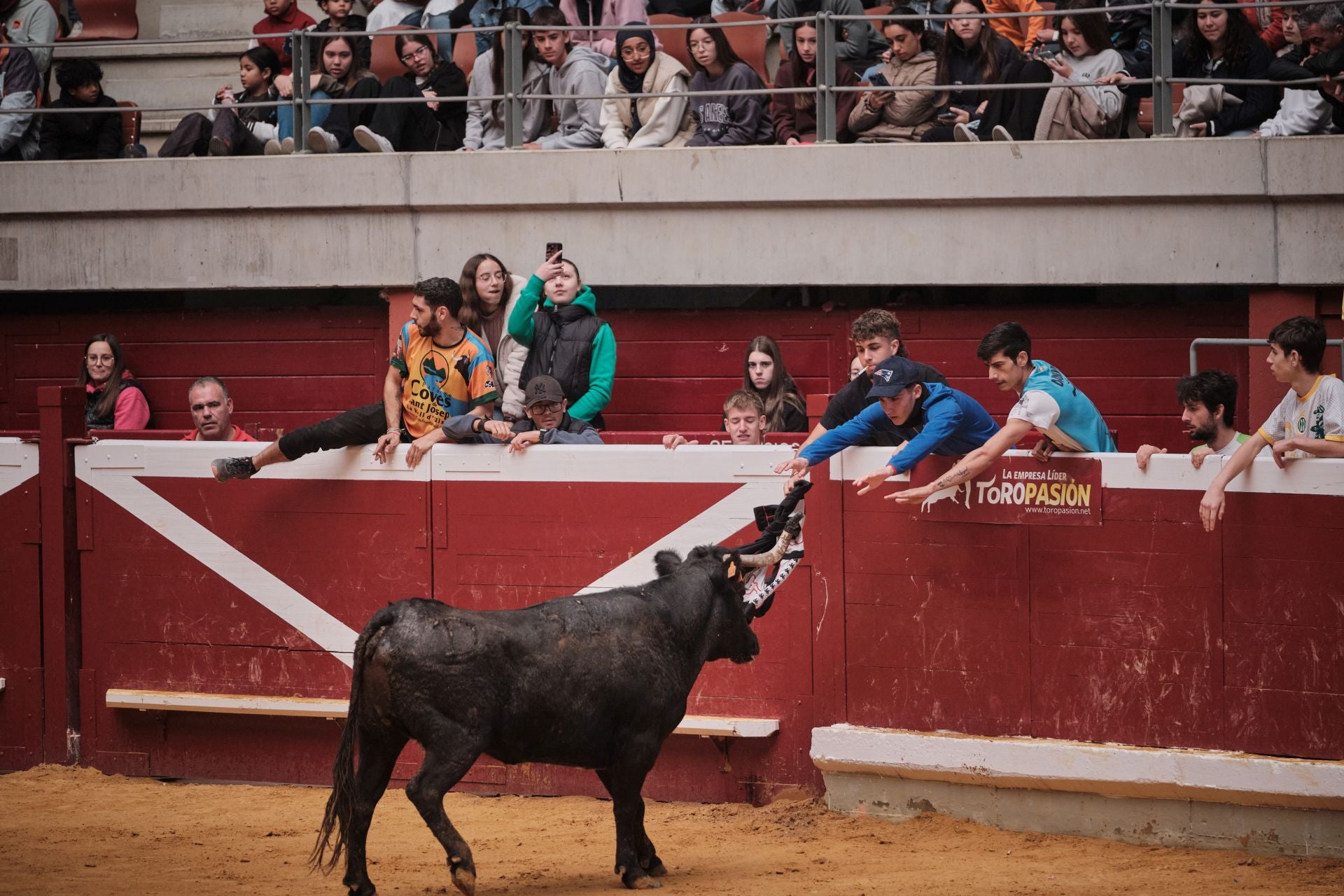 Último día de vaquillas en La Ribera