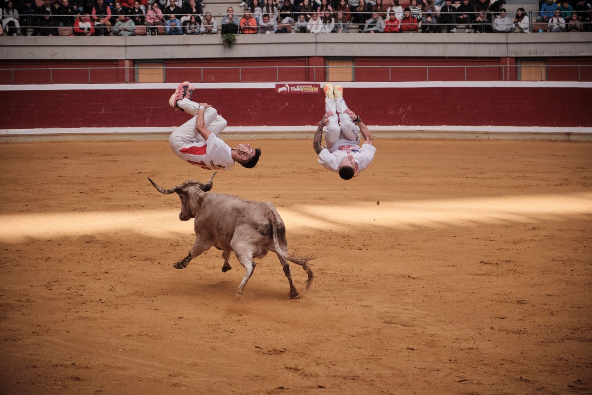 Último día de vaquillas en La Ribera