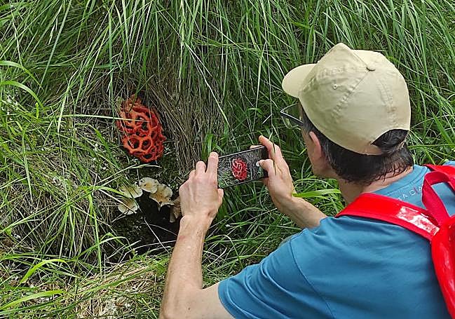 Un miembro de Verpa fotografía un hongo.