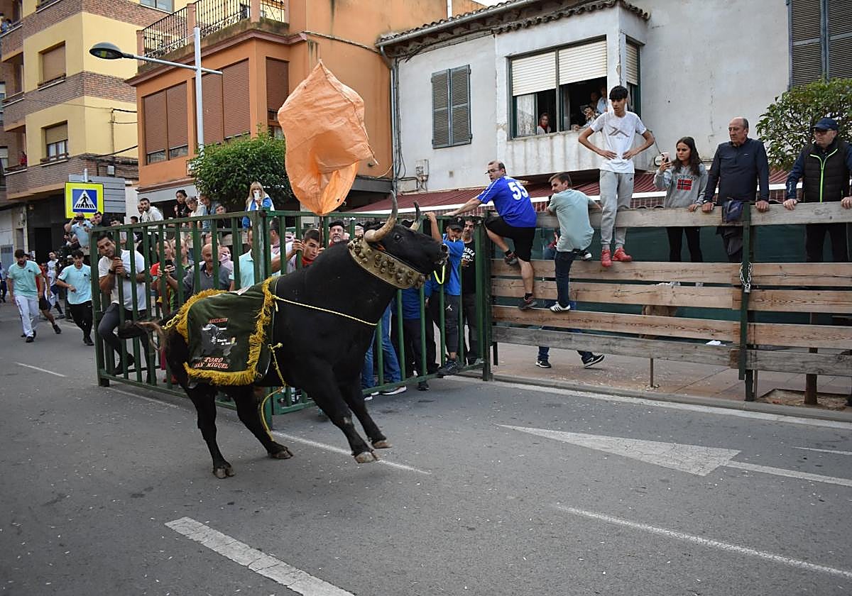 El toro de San Miguel con el manto de la asociación y el collar de cascabeles en el recorrido del encierro, en Rincón de Soto.