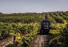 Vendimia en San Asensio la semana pasada