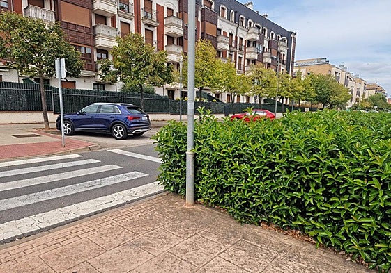 Árboles torcidos y una propuesta para habilitar aseos autolimpiables, en el Teléfono del Lector