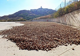 Almendras secándose al sol en la cooperativa Garu de Ausejo, con el pueblo al fondo.