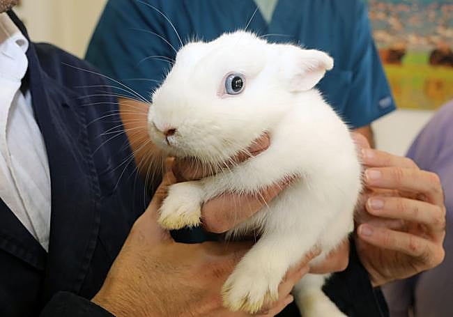 La coneja Pompón ya tiene una nueva familia.
