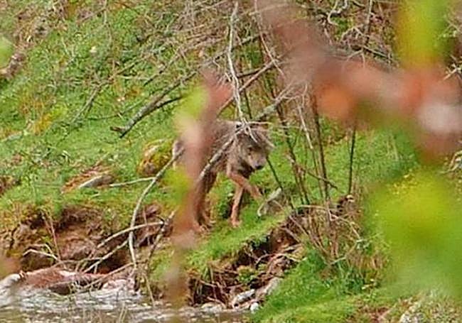 Un lobo en las cercanías de Viniegra de Abajo.