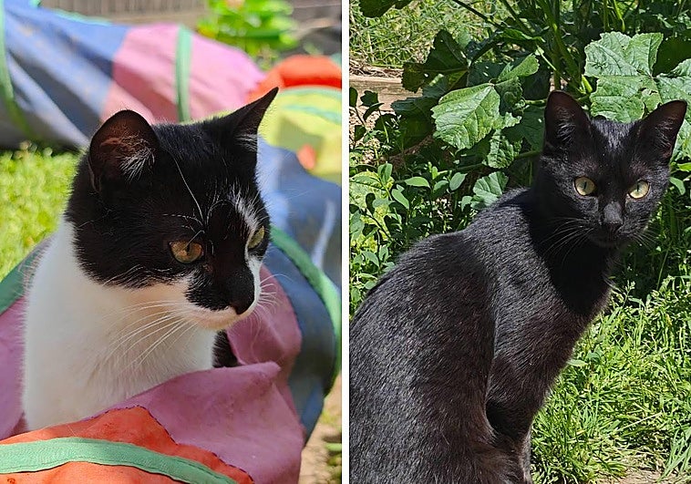 Tata y Esme, dos gatas muy cariñosas y juguetonas que necesitan un hogar