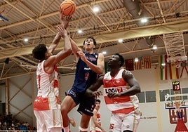 LogroBasket, en casa contra el Cáceres; Clavijo, fuera contra Amics Castelló en la Copa España