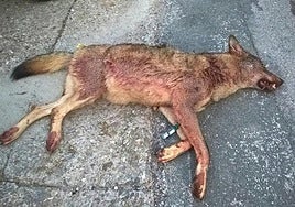 El último lobo cazado legalmente en La Rioja fue una hembra en febrero de 2020 en Villavelayo durante una batida autorizada.