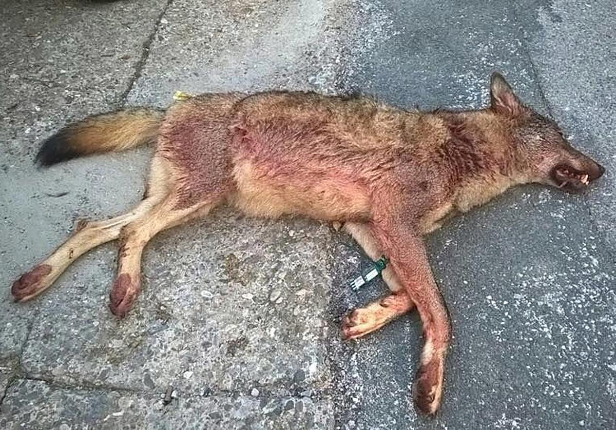El último lobo cazado legalmente en La Rioja fue una hembra en febrero de 2020 en Villavelayo durante una batida autorizada.