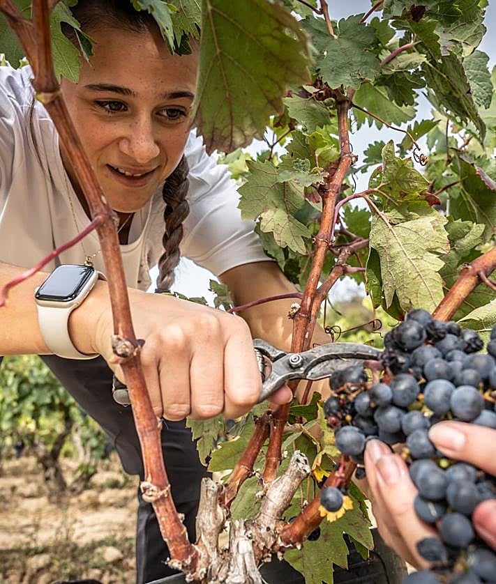 Imagen secundaria 2 - Corazones de viña