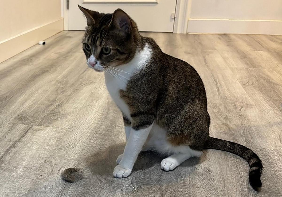 El gato logroñés Bonito posa con una bola de pelo después de ser cepillado, algo que se recomienda hacer habitualmente para evitar la ingesta del pelaje.