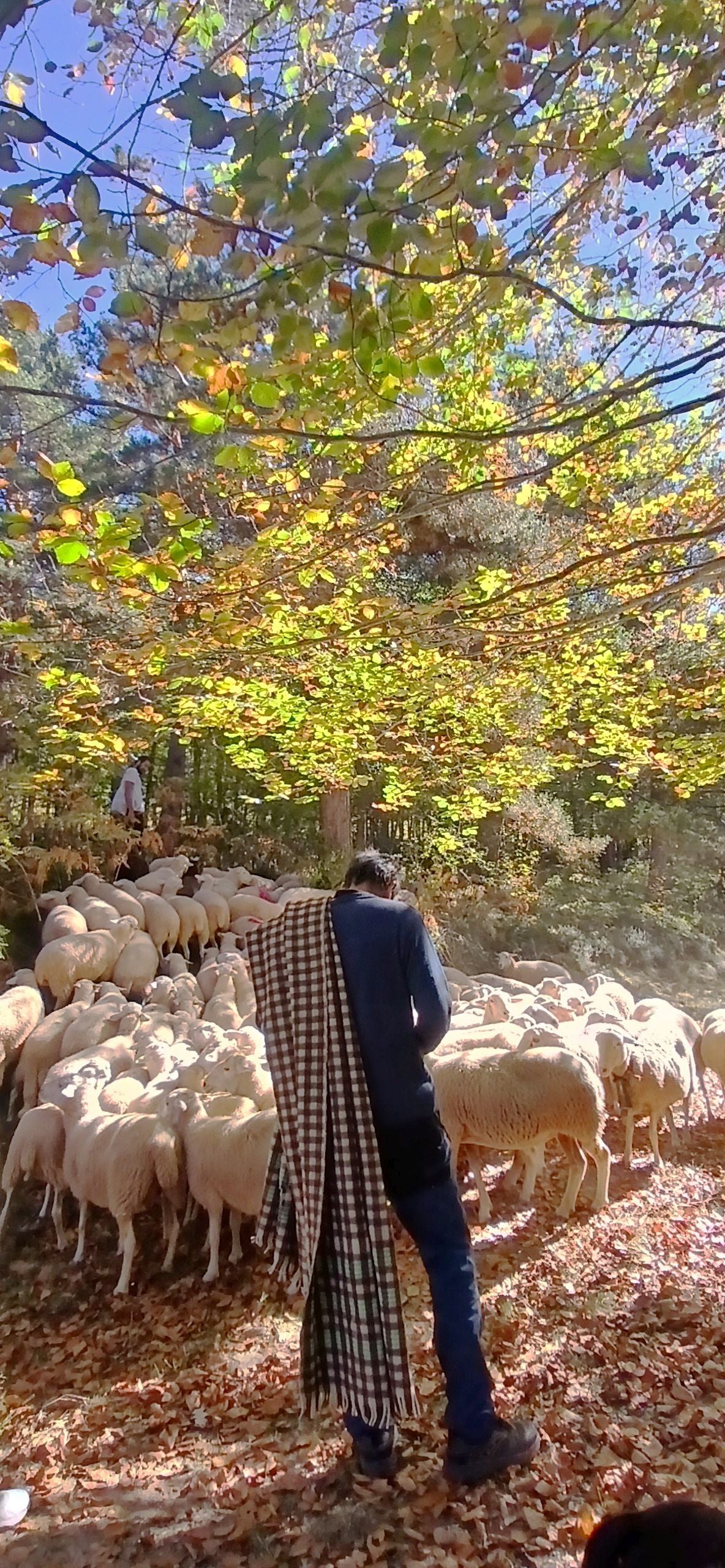 La XIX Fiesta de la Trashumancia, en imágenes