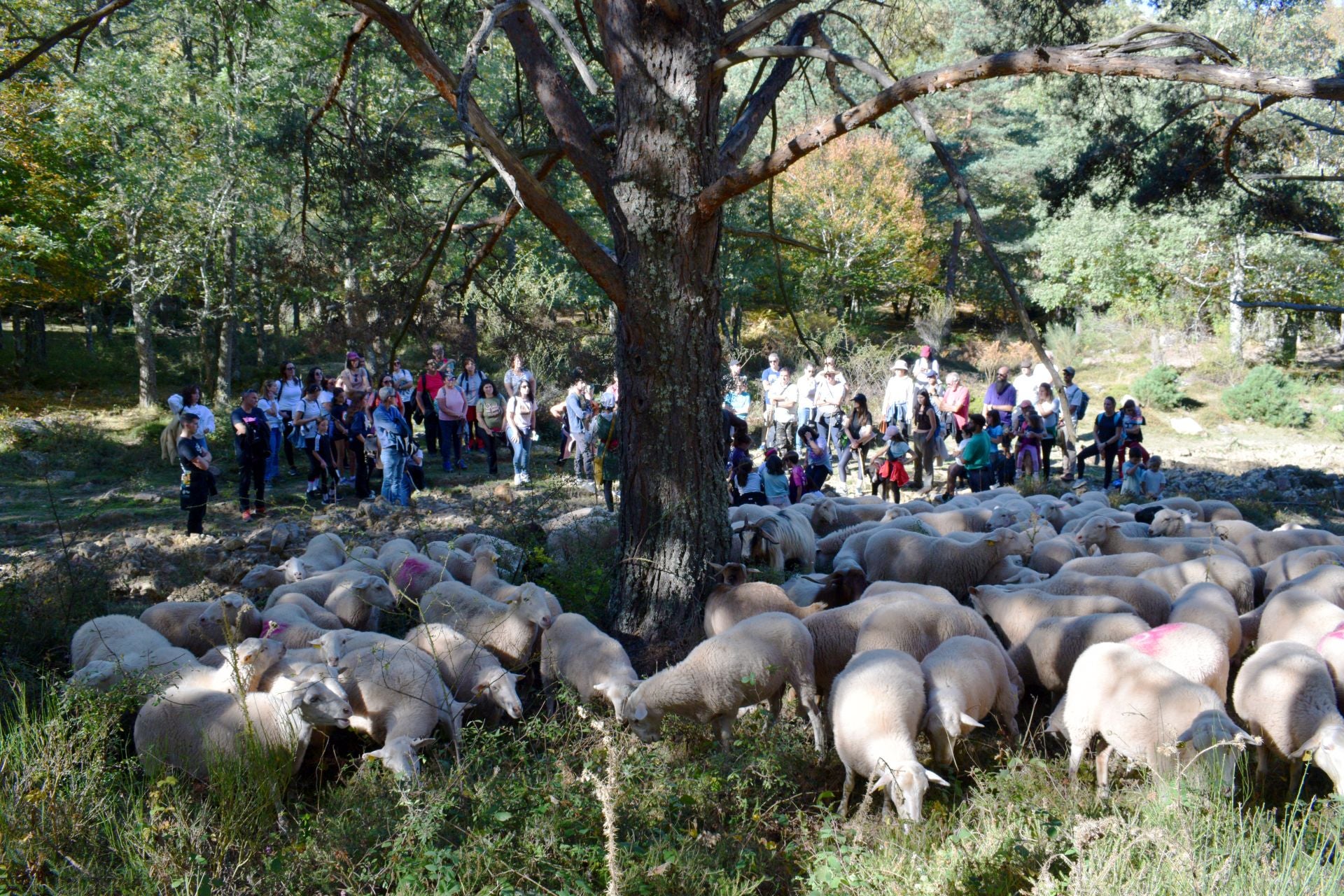 La XIX Fiesta de la Trashumancia, en imágenes
