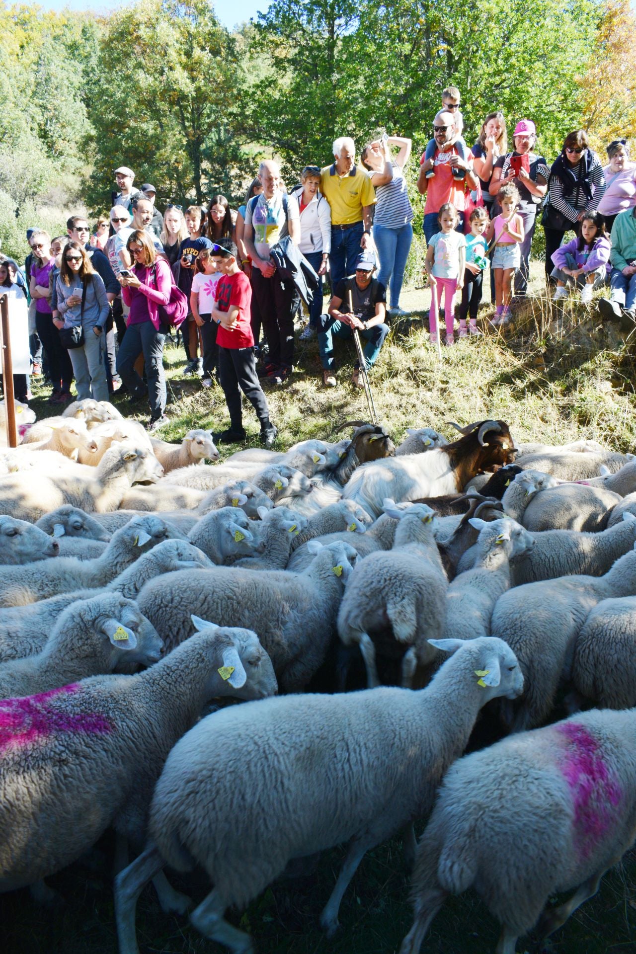 La XIX Fiesta de la Trashumancia, en imágenes