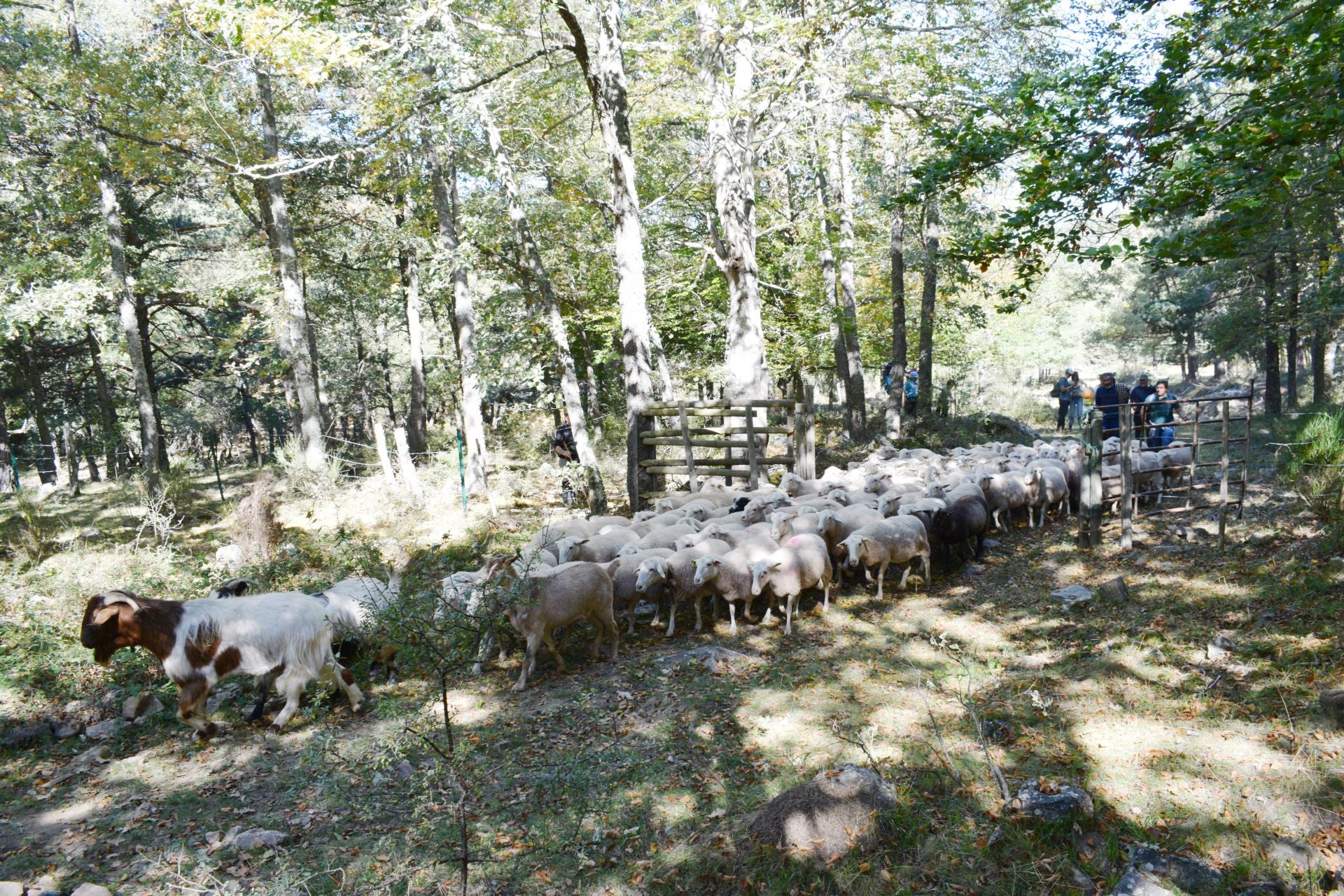 La XIX Fiesta de la Trashumancia, en imágenes