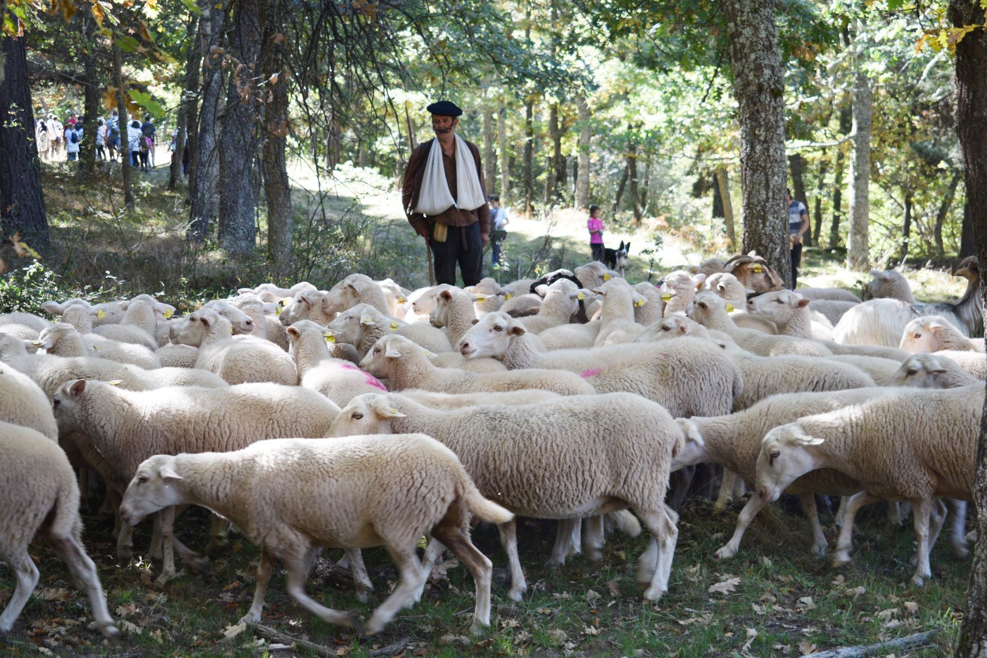 La XIX Fiesta de la Trashumancia, en imágenes