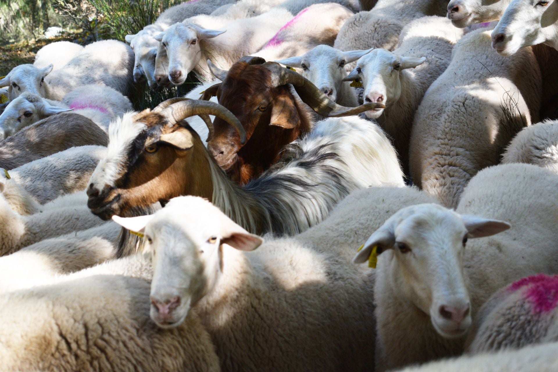 La XIX Fiesta de la Trashumancia, en imágenes