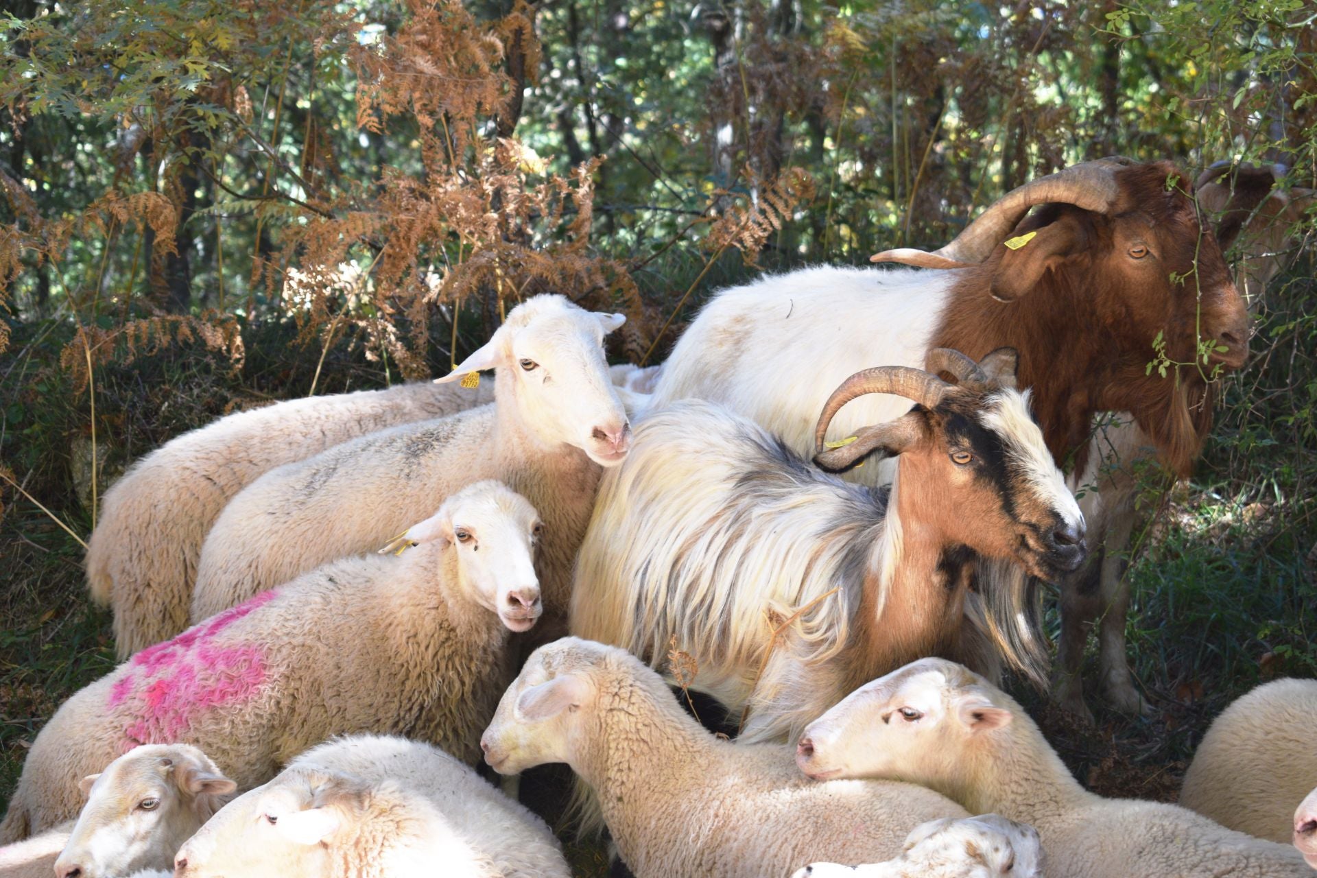 La XIX Fiesta de la Trashumancia, en imágenes