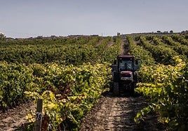 Un tractor recorre los renques de su viñedo durante esta vendimia.