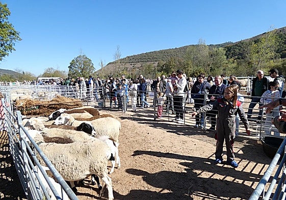 Una niña explicaba a los asistentes las características de su rebaño de ovejas.