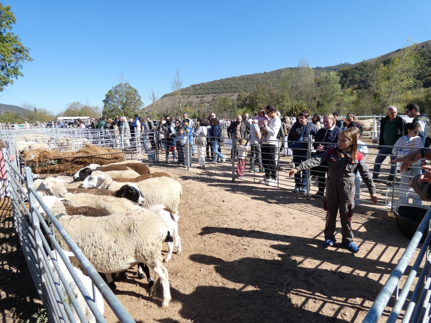 Una niña explicaba a los asistentes las características de su rebaño de ovejas.