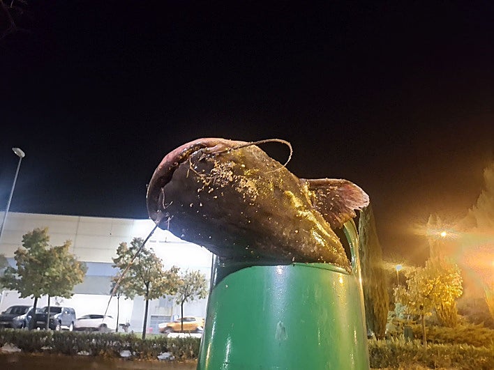 El siluro, en una papelera de la calle Río Lomo de Logroño.