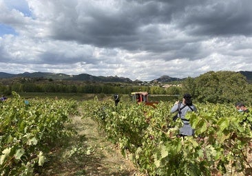 La situación del vino lastra a La Rioja Alta