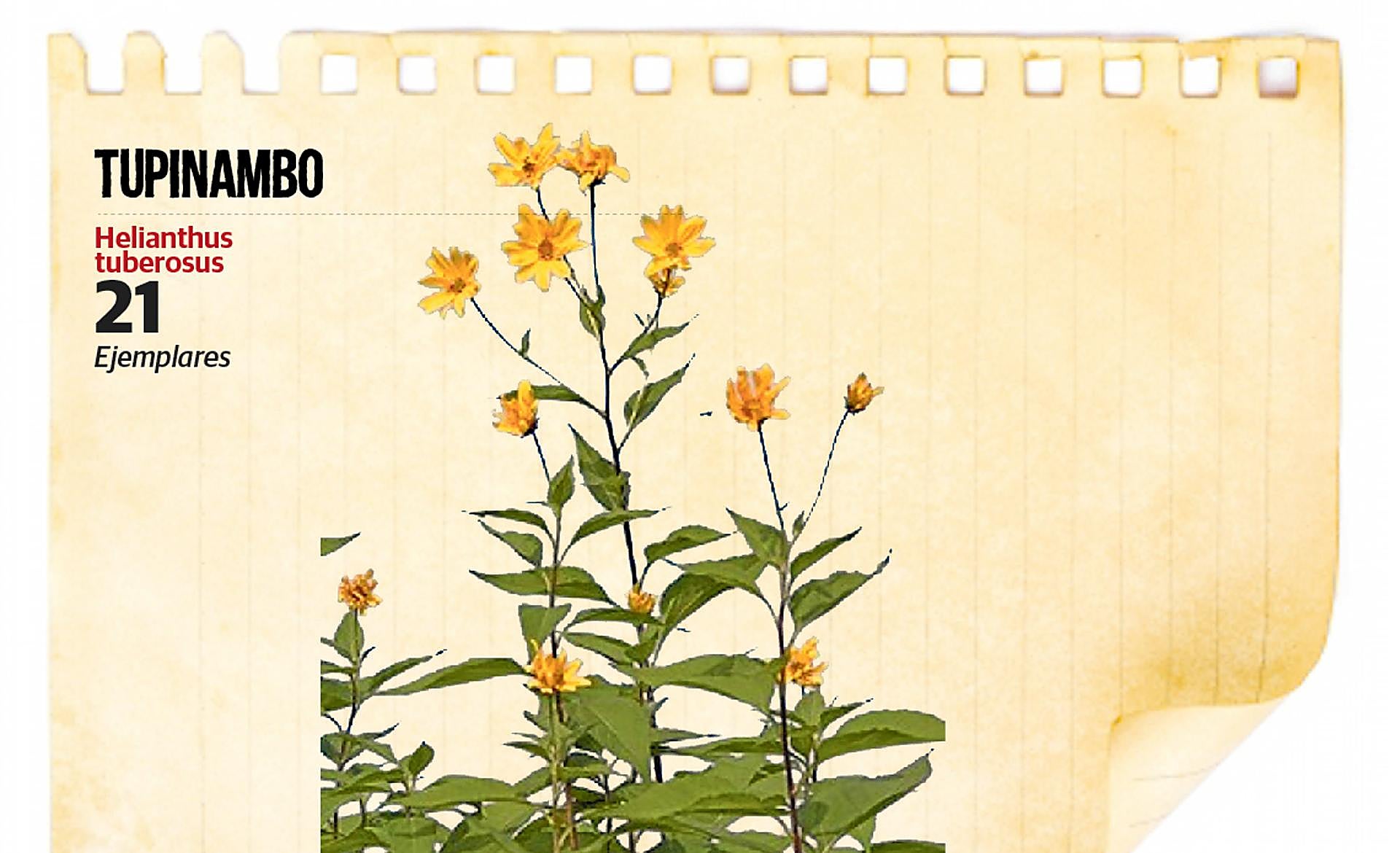 Scroll Story imagen 4