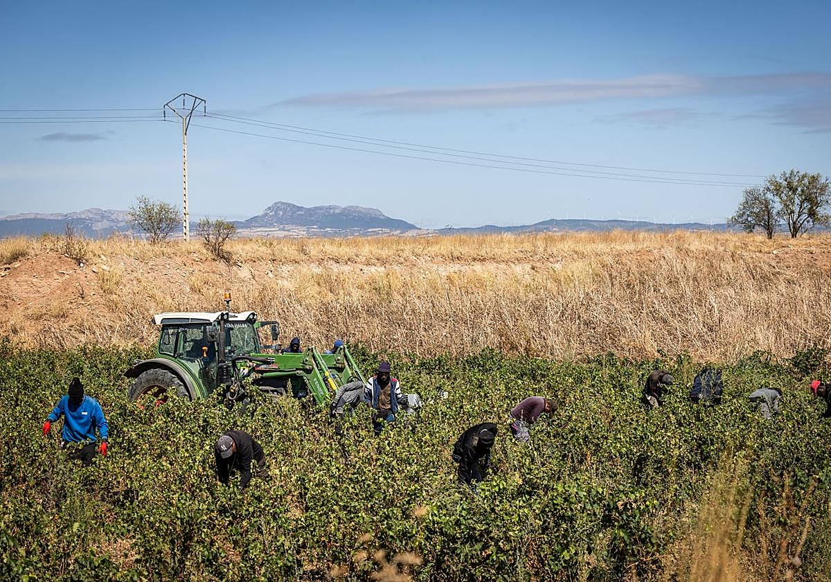 Labores de vendimia en una parcela de Villamediana