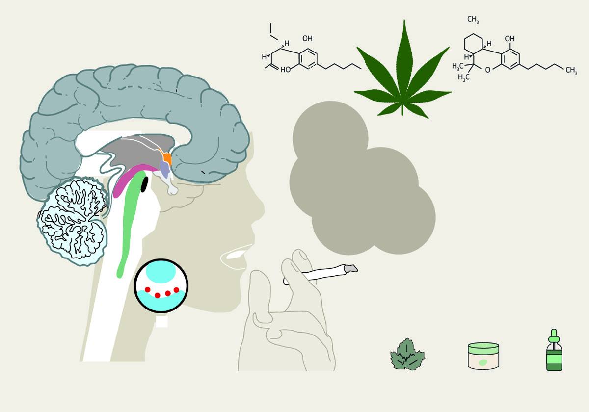 Las claves sobre el uso terapéutico del cannabis