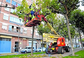 Poda de árboles realizada por el parque municipal de obras y servicios de Calahorra.