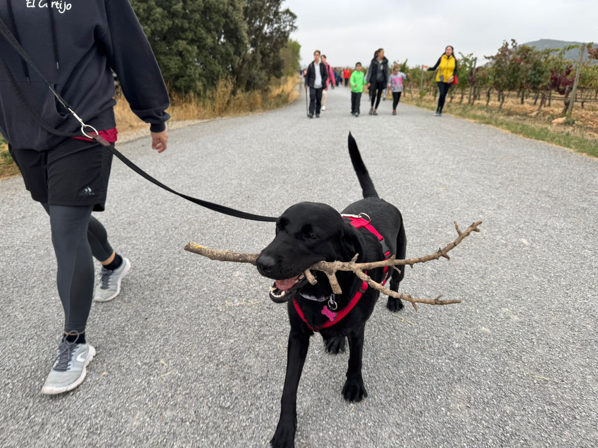 Marcha del vino y el chorizo asado de El Cortijo