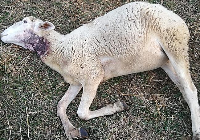Una oveja atacada por el lobo en Ezcaray.