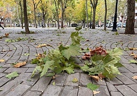 Hojas de árboles en el suelo por los fuertes vientos..