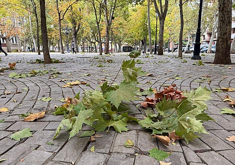 Hojas de árboles en el suelo por los fuertes vientos..