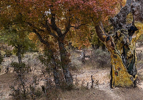 Las obras de Klimt, Escher y Brancusi en los árboles de la dehesa de San Román.