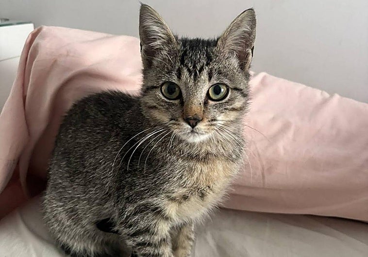 Bogotá, una gata muy cariñosa que necesita un hogar