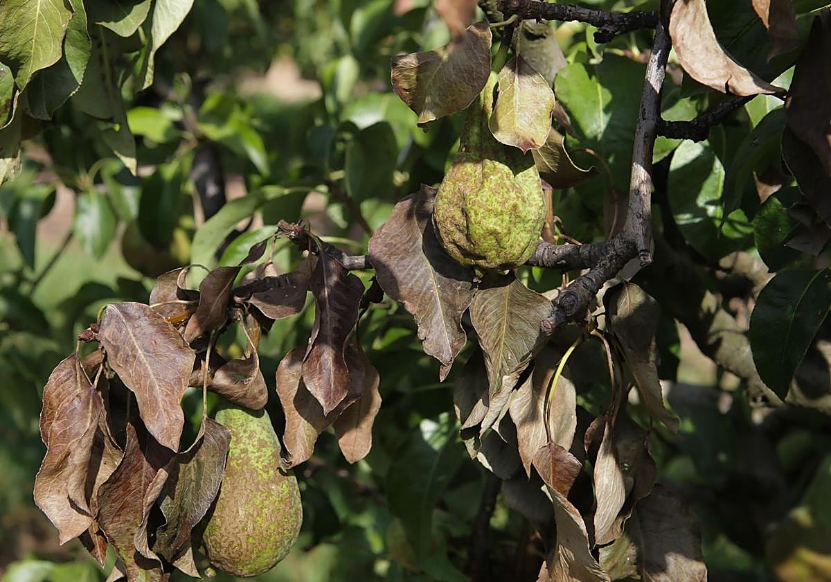 Perales afectados por fuego bacteriano