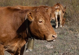 Algunas claves sobre la dermatosis nodular