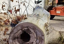 Árbol cortado bajo la carpa del paseo de Mercadal.