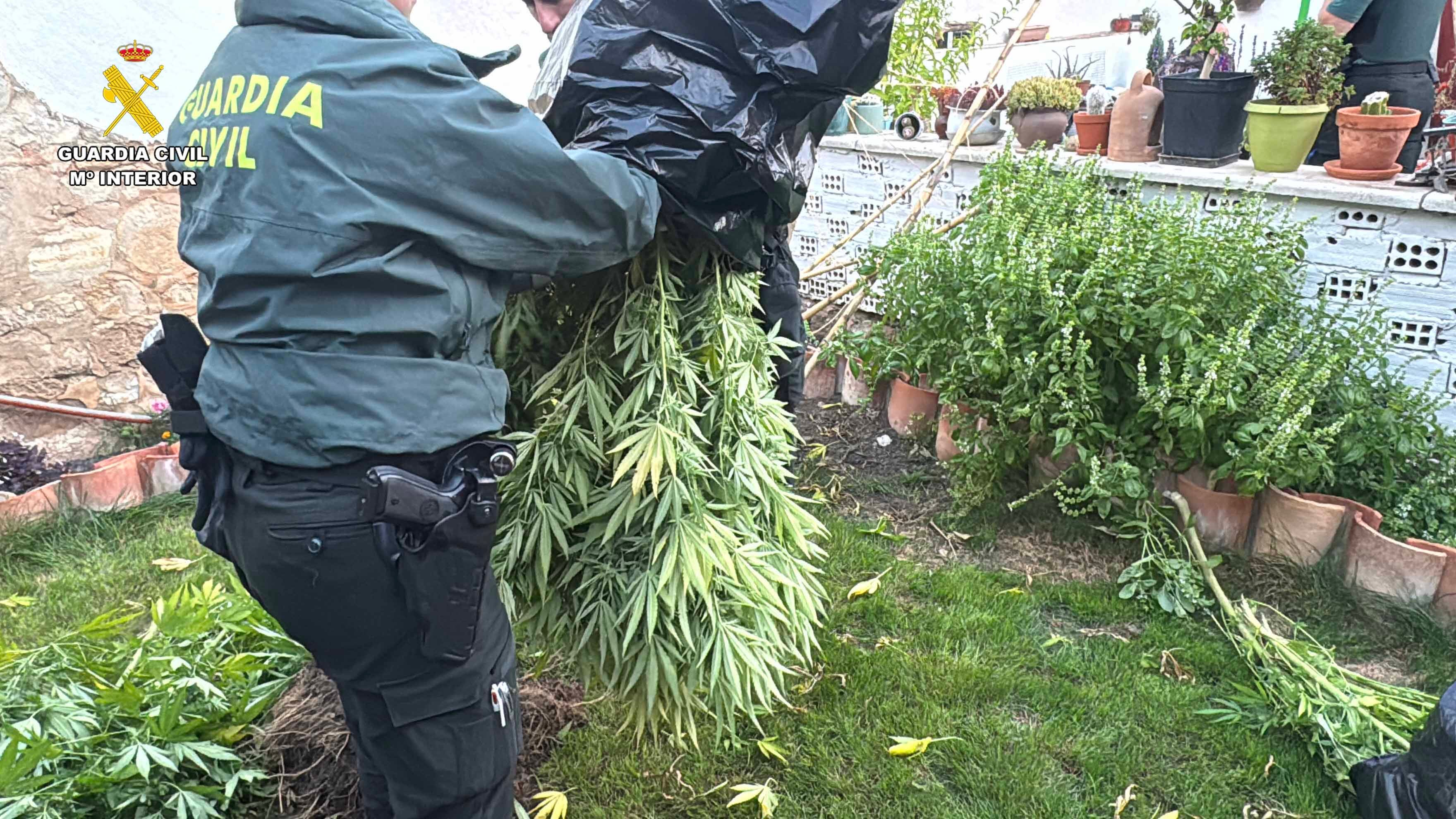 Desmantelada una plantación de marihuana en Arrúbal